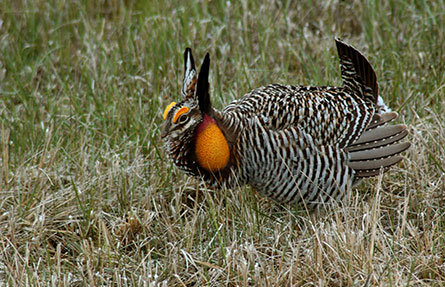 Prairie Chicken